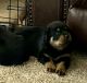 Rottweiler Puppies for sale in Lubbock County, TX, USA. price: $850