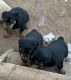 Rottweiler Puppies for sale in Lubbock, TX, USA. price: $850