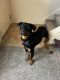 Rottweiler Puppies for sale in Salt Lake City, UT, USA. price: $5,000