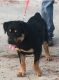 Rottweiler Puppies for sale in Redford Charter Twp, MI, USA. price: $900