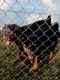 Rottweiler Puppies for sale in Redford Charter Twp, MI, USA. price: $800