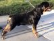 Rottweiler Puppies for sale in Redford Charter Twp, MI, USA. price: $80,000