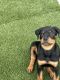 Rottweiler Puppies for sale in Eastvale, CA, USA. price: $700