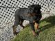 Rottweiler Puppies for sale in Fleetwood, PA 19522, USA. price: $1,500