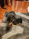 Rottweiler Puppies for sale in East Los Angeles, CA, USA. price: $1,500