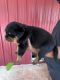 Rottweiler Puppies for sale in Gribe, Cameroon. price: 350 XAF