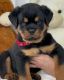 Rottweiler Puppies for sale in Gribe, Cameroon. price: NA