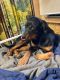 Rottweiler Puppies for sale in Ubly, MI 48475, USA. price: $400