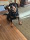 Rottweiler Puppies for sale in Monroe Township, NJ 08831, USA. price: $1,500