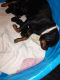 Rottweiler Puppies for sale in Nashville, TN, USA. price: $2,500