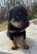 Rottweiler Puppies for sale in Joplin, MO, USA. price: $800