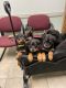 Rottweiler Puppies for sale in Chesapeake, VA 23321, USA. price: $900
