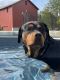 Rottweiler Puppies for sale in Middletown, OH, USA. price: $2,000