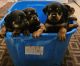 Rottweiler Puppies for sale in Philadelphia, PA, USA. price: $700