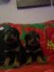 Rottweiler Puppies for sale in Colorado Springs, CO, USA. price: $1,100