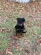 Rottweiler Puppies for sale in Ruther Glen, VA 22546, USA. price: $350