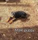 Rottweiler Puppies for sale in Jerome, MI 49249, USA. price: $900