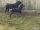 Rottweiler Puppies for sale in Houston, TX, USA. price: $700