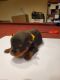 Rottweiler Puppies for sale in Monroe Township, NJ 08831, USA. price: $1,000