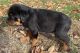 Rottweiler Puppies for sale in Columbus, Ohio. price: $400