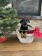 Rottweiler Puppies for sale in Roseville, California. price: $2,000