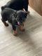 Rottweiler Puppies for sale in Colorado Springs, CO, USA. price: $900