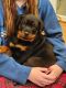 Rottweiler Puppies for sale in Succasunna, New Jersey. price: $2,000