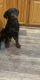 Rottweiler Puppies for sale in Centerburg, Ohio. price: $1,200