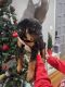 Rottweiler Puppies for sale in Visalia, CA, USA. price: $850