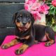 Rottweiler Puppies for sale in East Los Angeles, California. price: $2,000