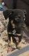 Rottweiler Puppies for sale in Berea, Kentucky. price: $250
