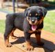 Rottweiler Puppies for sale in Cleveland, Ohio. price: $400