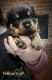 Rottweiler Puppies for sale in Bernville, Pennsylvania. price: $1,500