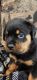 Rottweiler Puppies for sale in Hollidaysburg, Pennsylvania. price: $2,000