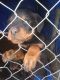 Rottweiler Puppies for sale in Affton, Missouri. price: $1,000