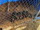 Rottweiler Puppies for sale in Affton, Missouri. price: $750