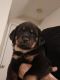 Rottweiler Puppies for sale in Belleville, Illinois. price: $1,000