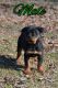Rottweiler Puppies for sale in Enola, Arkansas. price: $1,500