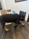 Rottweiler Puppies for sale in Largo, Florida. price: $1,100