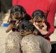 Rottweiler Puppies for sale in Tallahassee, Florida. price: $950