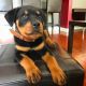 Rottweiler Puppies for sale in Dallas, Texas. price: $514