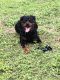 Rottweiler Puppies for sale in Orlando, FL, USA. price: $1,000