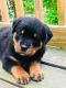 Rottweiler Puppies for sale in San Diego, California. price: $700