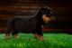 Rottweiler Puppies for sale in Salt Lake City, Utah. price: $500