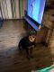 Rottweiler Puppies for sale in Florissant, Missouri. price: NA