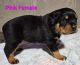 Rottweiler Puppies for sale in Motley, Minnesota. price: $1,700