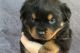 Rottweiler Puppies for sale in Birmingham, Alabama. price: NA