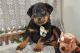 Rottweiler Puppies for sale in Phoenix, Arizona. price: NA