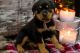 Rottweiler Puppies for sale in Garfield, Arkansas. price: NA