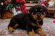 Rottweiler Puppies for sale in Sacramento, California. price: NA